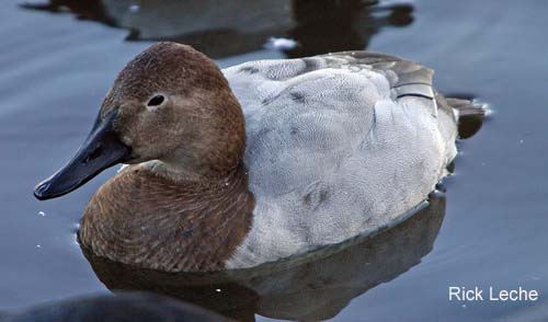 Photo (8): Canvasback