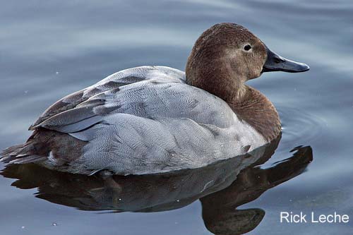 Photo (6): Canvasback