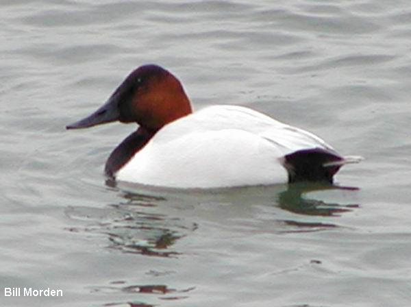 Photo (14): Canvasback