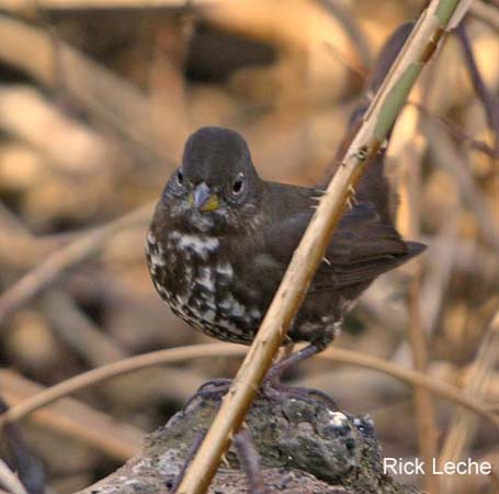 Photo (11): Fox Sparrow