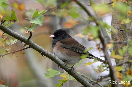 Photo (13): Dark-eyed Junco