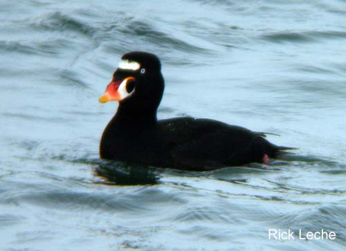 Photo (3): Surf Scoter