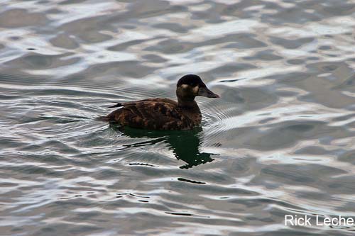 Photo (5): Surf Scoter