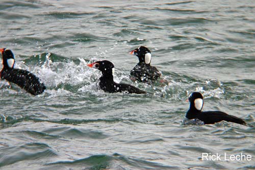 Photo (4): Surf Scoter