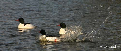 Photo (7): Common Merganser