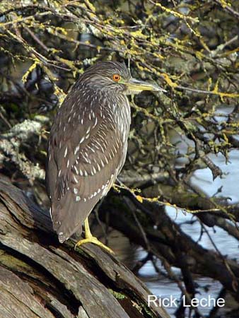 Photo (23): Black-crowned Night-Heron