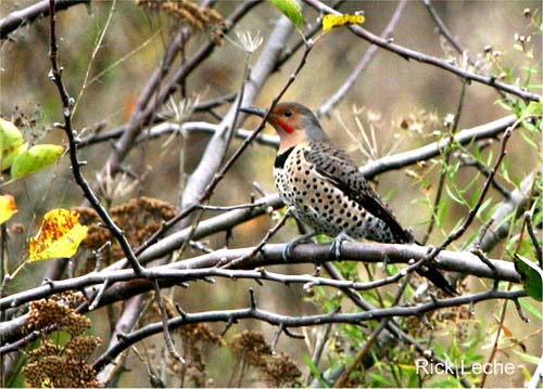 Photo (19): Northern Flicker