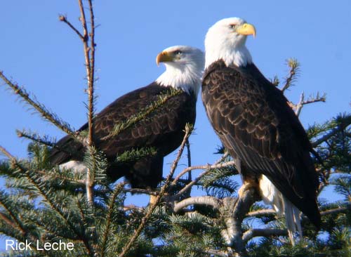 Photo (4): Bald Eagle