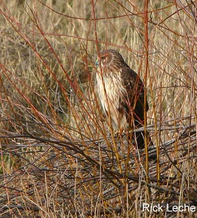 Photo (2): Northern Harrier