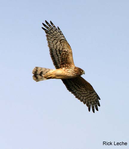 Photo (8): Northern Harrier
