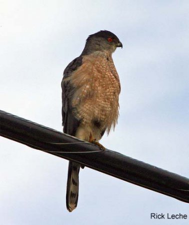 Photo (4): Cooper's Hawk