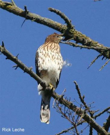 Photo (22): Cooper's Hawk