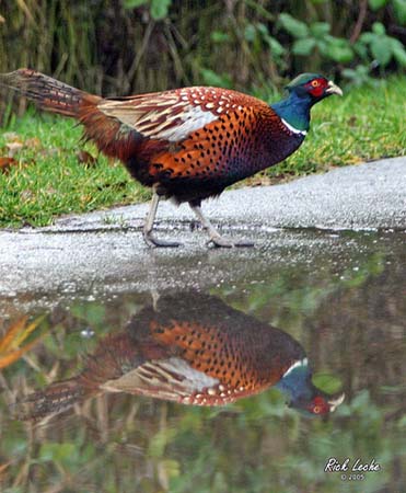 Photo (1): Ring-necked Pheasant