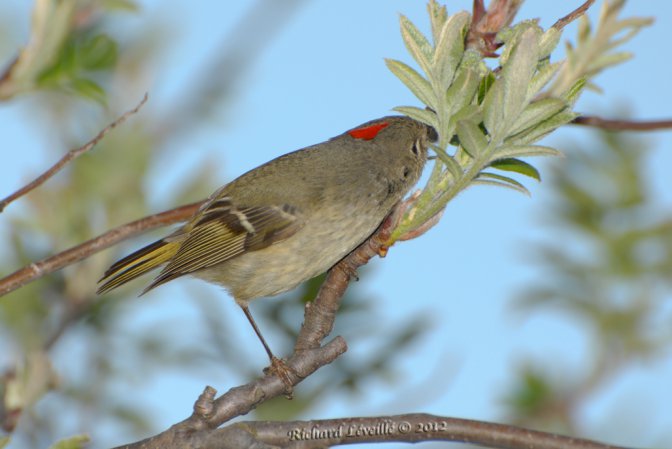 Photo (18): Ruby-crowned Kinglet