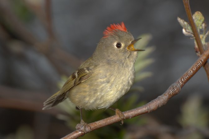 Photo (7): Ruby-crowned Kinglet