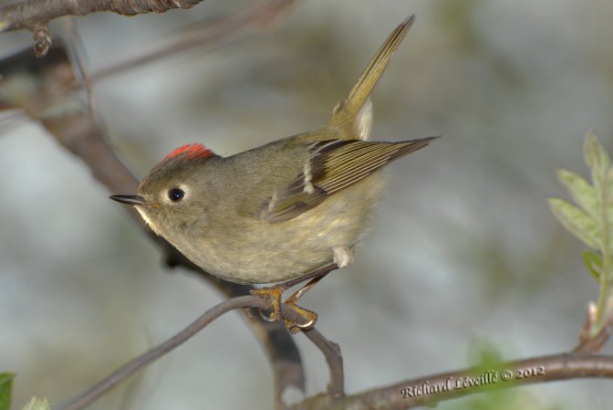 Photo (6): Ruby-crowned Kinglet