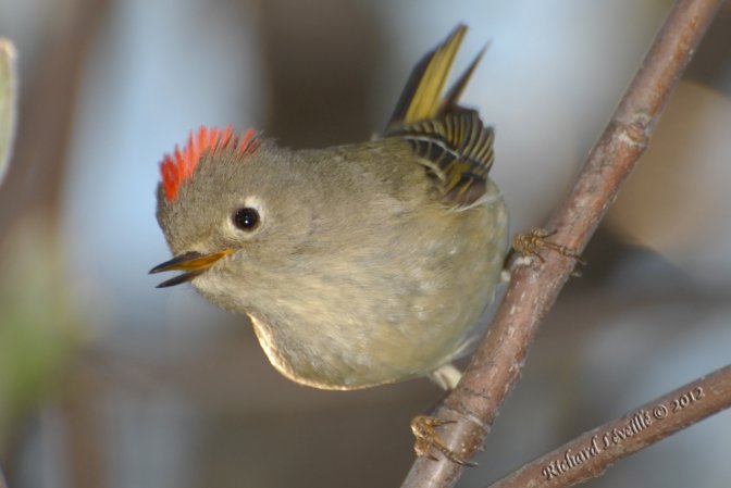 Photo (15): Ruby-crowned Kinglet