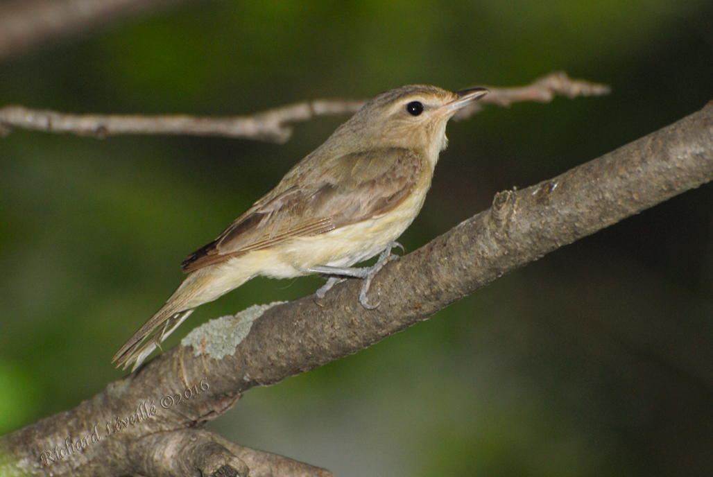 Photo (29): Warbling Vireo