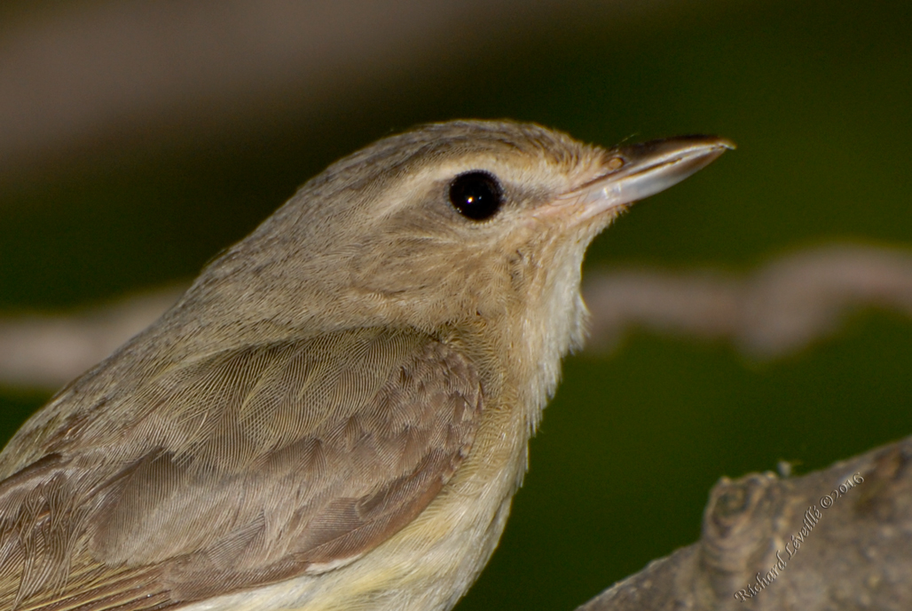 Photo (30): Warbling Vireo