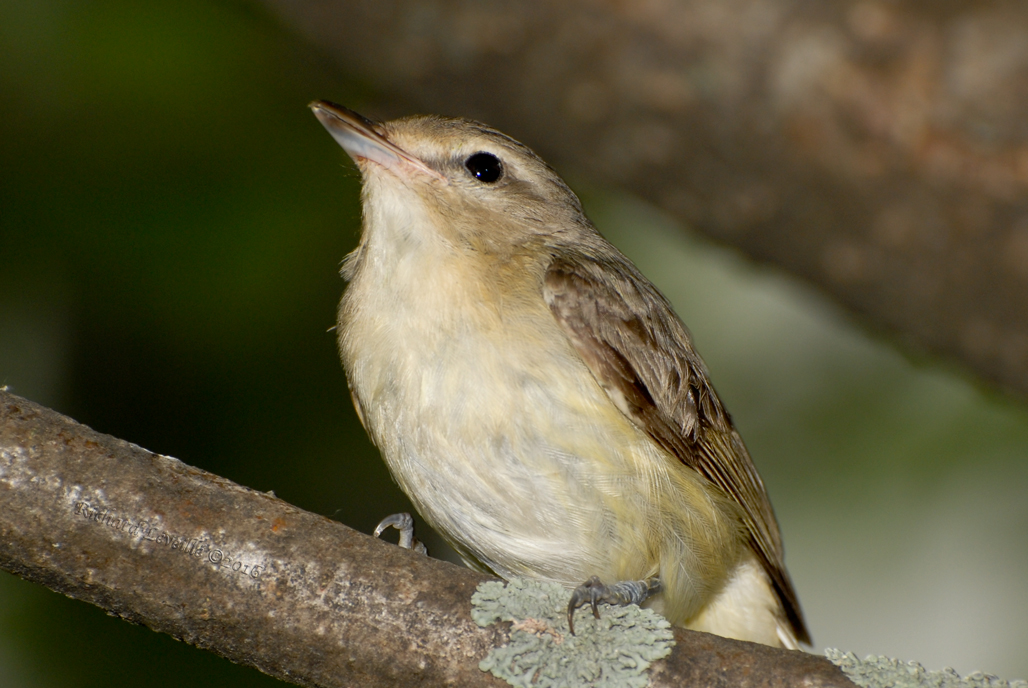 Photo (32): Warbling Vireo