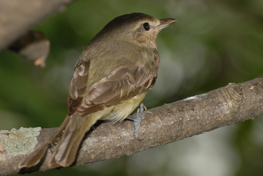 Photo (31): Warbling Vireo