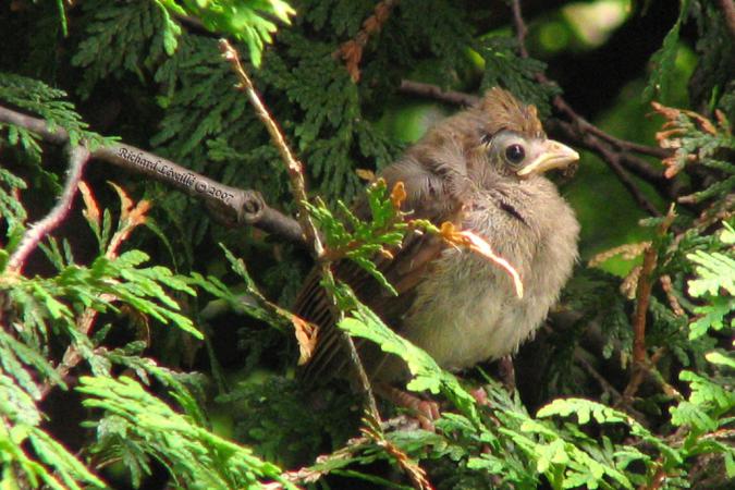 Photo (25): Northern Cardinal