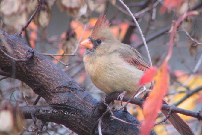 Photo (21): Northern Cardinal