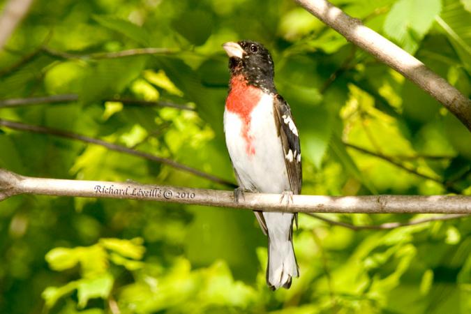 Photo (9): Rose-breasted Grosbeak