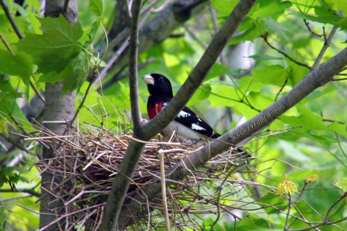 Photo (19): Rose-breasted Grosbeak