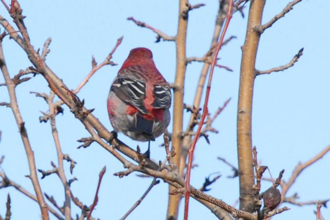 Photo (13): Pine Grosbeak