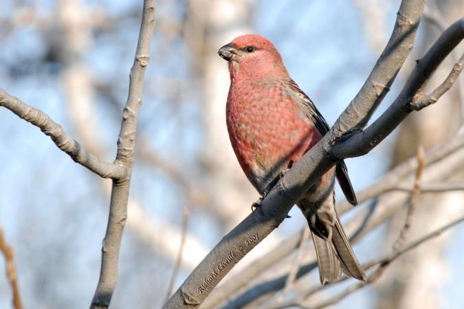 Photo (14): Pine Grosbeak