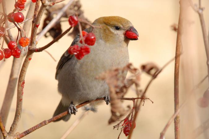 Photo (5): Pine Grosbeak