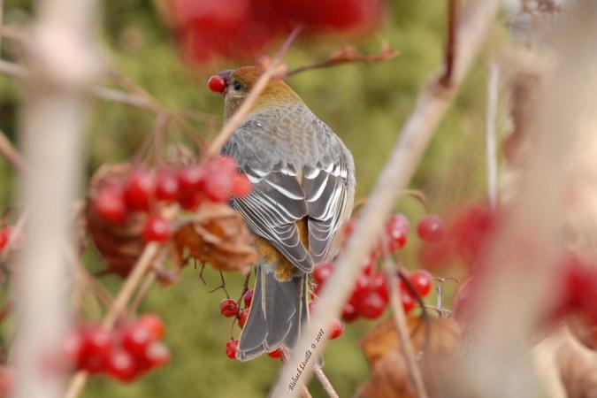 Photo (7): Pine Grosbeak