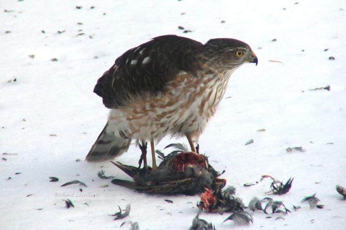 Photo (22): Sharp-shinned Hawk