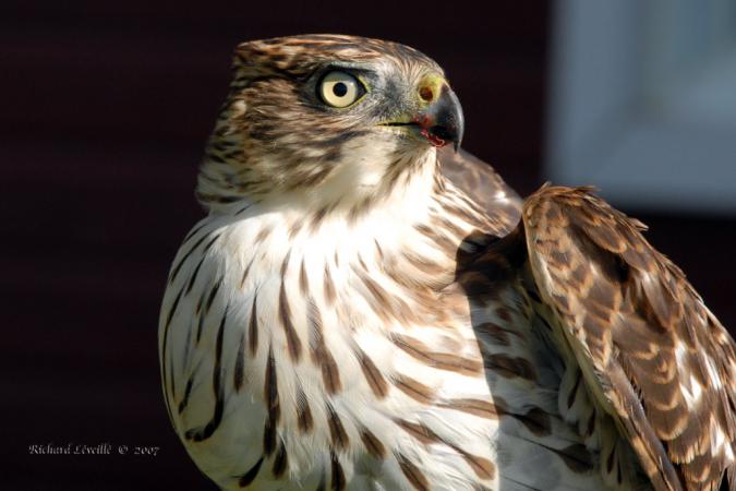 Photo (17): Cooper's Hawk