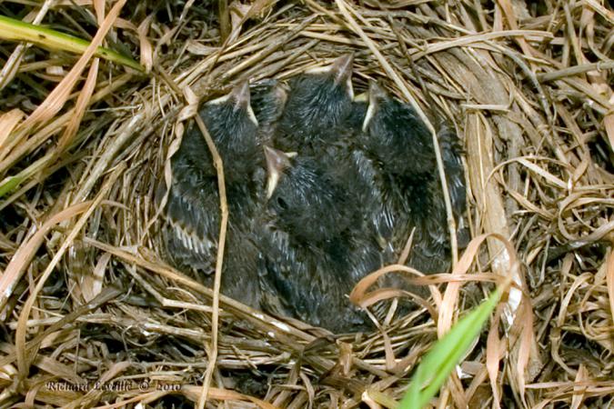 Photo (11): Song Sparrow
