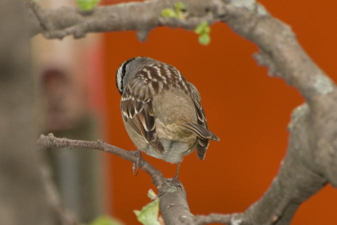 Photo (17): White-crowned Sparrow