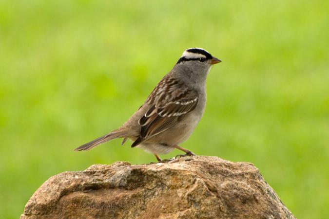 Photo (14): White-crowned Sparrow