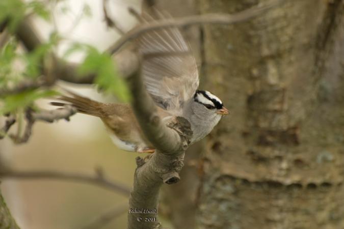 Photo (18): White-crowned Sparrow