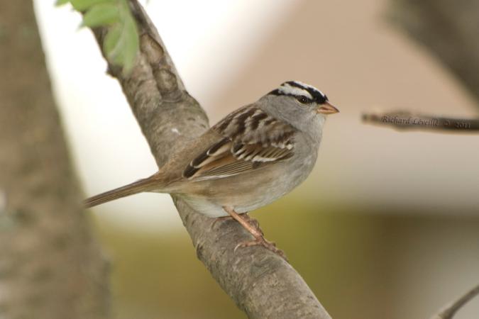 Photo (13): White-crowned Sparrow