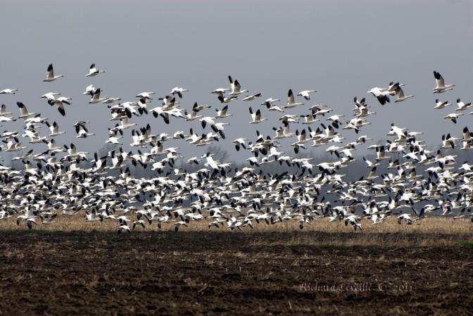 Photo (13): Snow Goose
