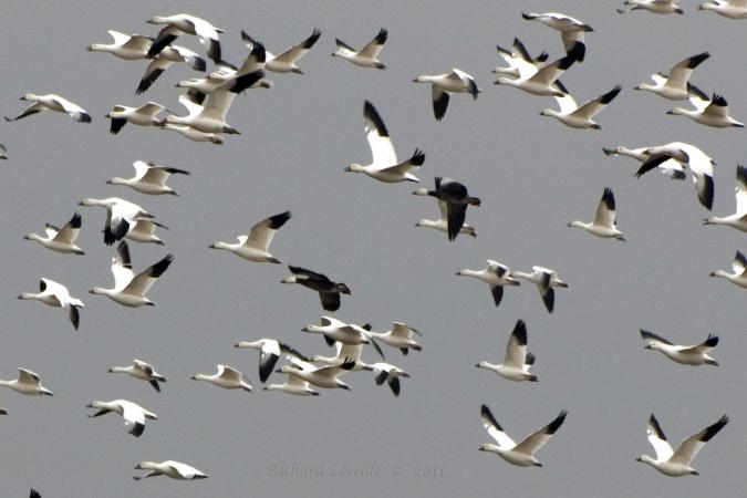 Photo (15): Snow Goose