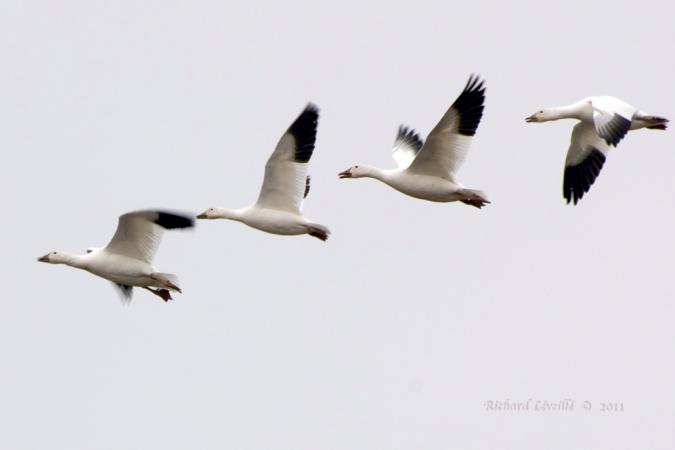 Photo (17): Snow Goose
