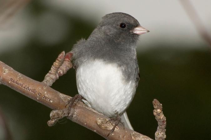 Photo (9): Dark-eyed Junco