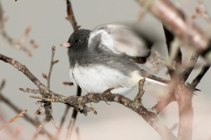 Photo (10): Dark-eyed Junco