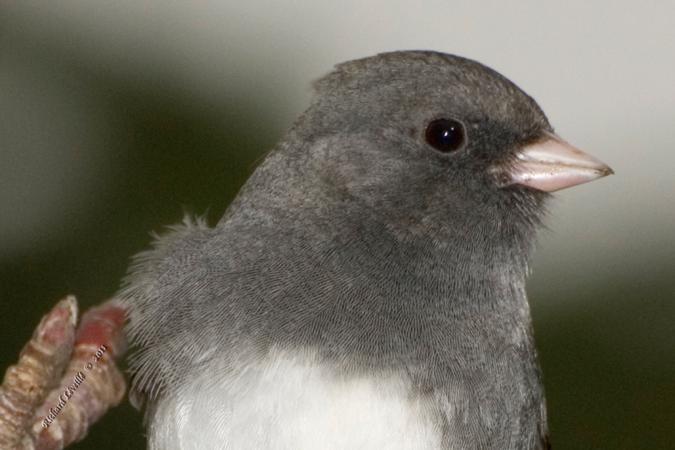 Photo (12): Dark-eyed Junco