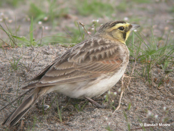 Photo (13): Horned Lark