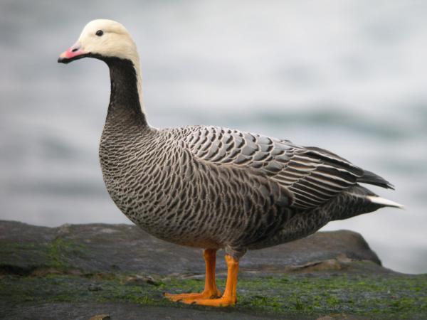 Photo (1): Emperor Goose