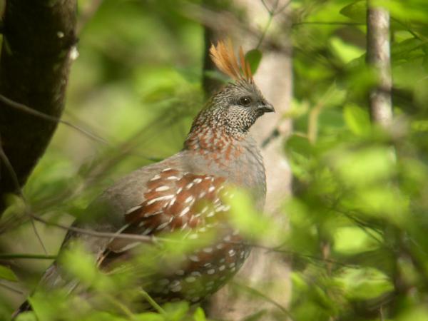 Photo (1): Elegant Quail
