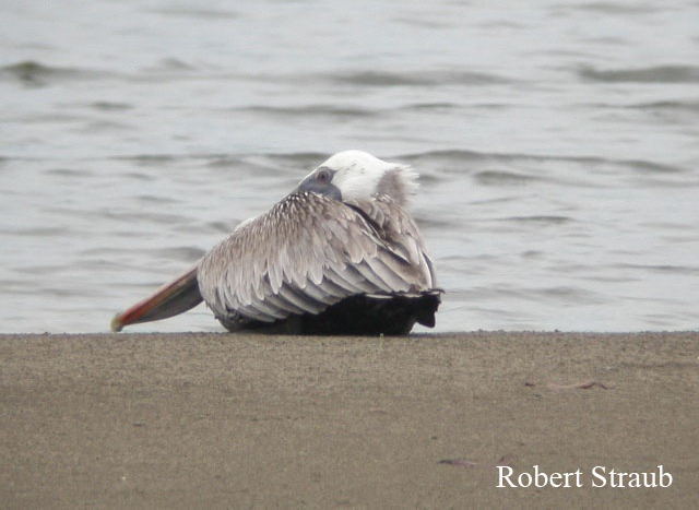 Photo (13): Brown Pelican